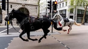 بالفيديو: رٌعبٌ في لندن... خيول الجيش خارج السيطرة