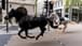 بالفيديو: رٌعبٌ في لندن... خيول الجيش خارج السيطرة