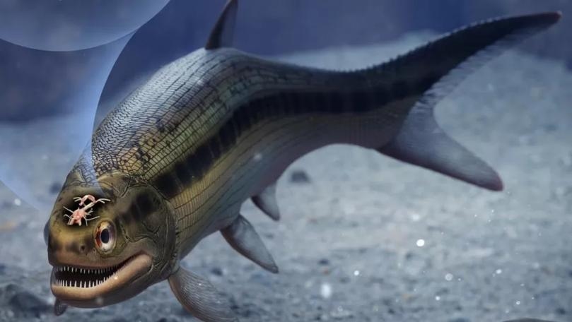 World's Oldest Preserved Brain Found in Prehistoric Fish Fossil