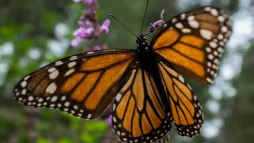 Main Highlight Image