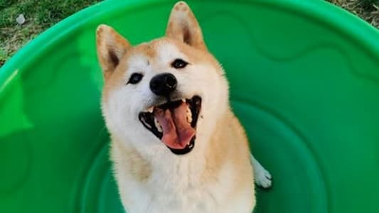 Internet Sensation Shiba Inu Sells for $25K at Auction in China