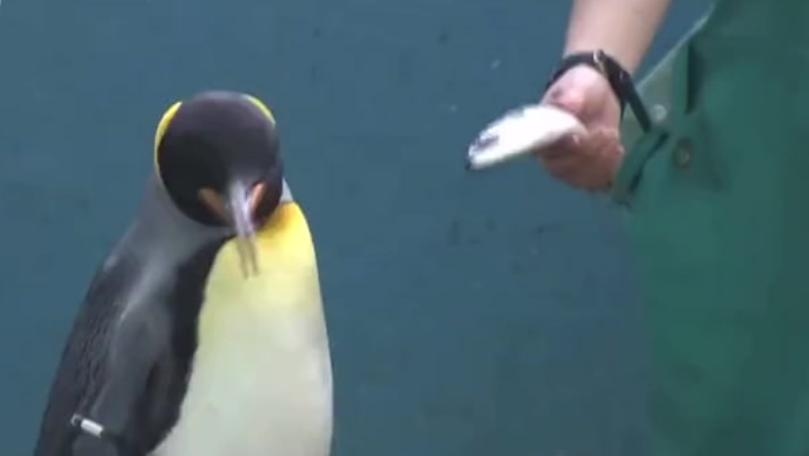 Penguins Refuse Cheaper Fish Diet as Japanese Aquarium Faces Rising Costs