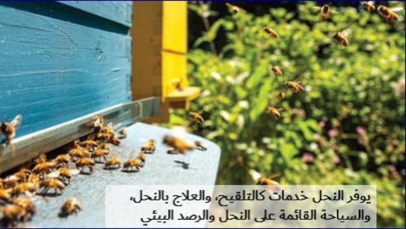 لويس لحّود في اليوم العالمي للنّحل: إزرعوا واحموا النحلة