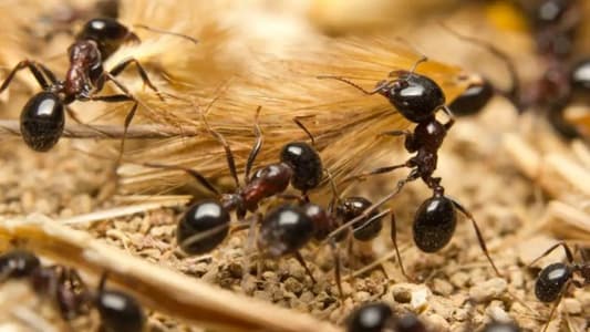 How Many Ants Are Crawling on Earth? Scientists Say 20 Quadrillion