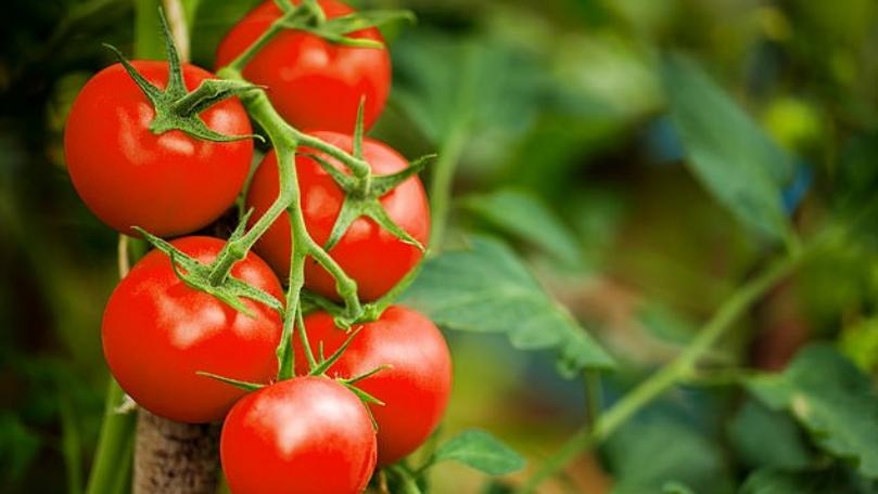 إشتعال نار أسعار الخضار قبل الشتاء والبندورة بـ 20 ألف ليرة