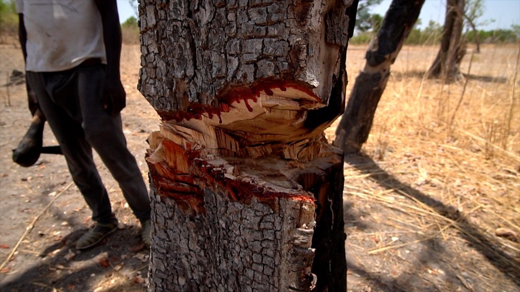 Gambia bans all timber exports to combat rosewood smuggling