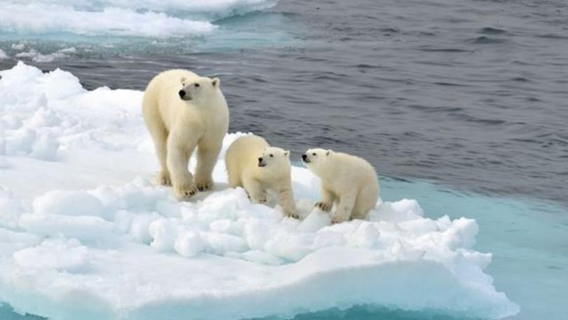 Arctic’s ‘Last Refuge’ for Polar Bears May Be More Vulnerable Than First Thought, Study Says