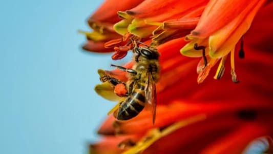 Honeybee Worker Can Produce Millions of Identical Clones, Study Shows
