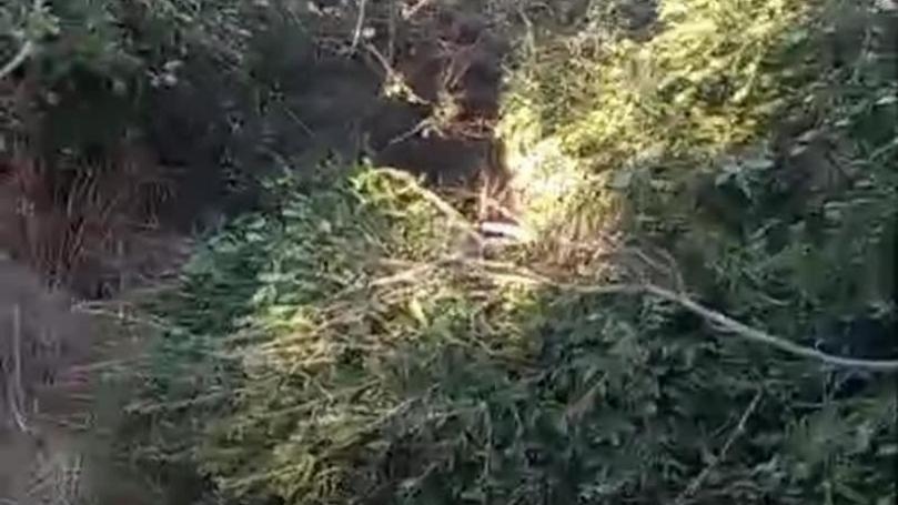 مجزرة بيئية في جبل البيرة
