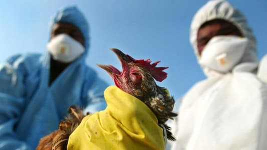 الكشف عن سبب ارتفاع حالات إنفلونزا الطيور