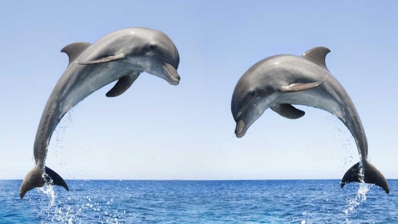 Dolphins Taste Friends' Urine to Know They're Around
