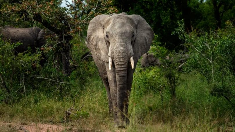 Africa’s Elephants Now Endangered by Poaching, Habitat Loss