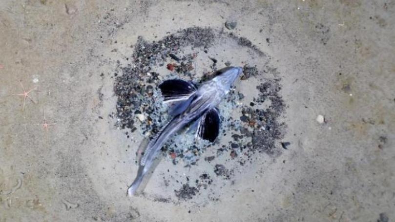 Icefish Colony Discovered in Antarctica Is World’s Largest Fish Breeding Ground