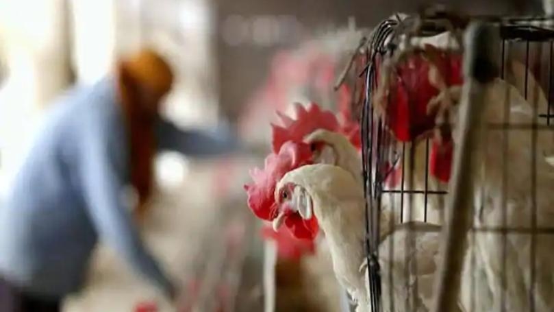 First Cases of Bird Flu Strain Detected in Humans
