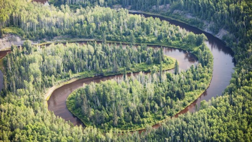 Forests the Size of France Have Regrown Around the World Since 2000
