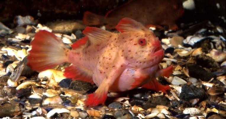 Rare Pink Handfish Spotted in Australia for First Time in Decades