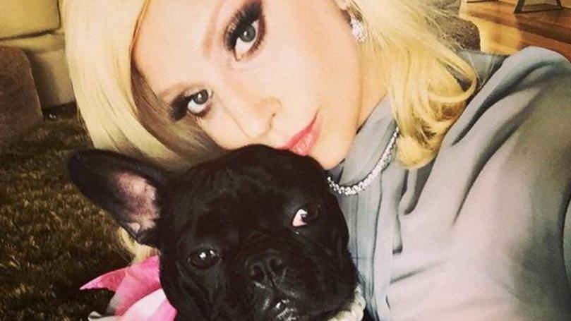 Lady Gaga’s Dog-Walker Shot and Bulldogs Stolen