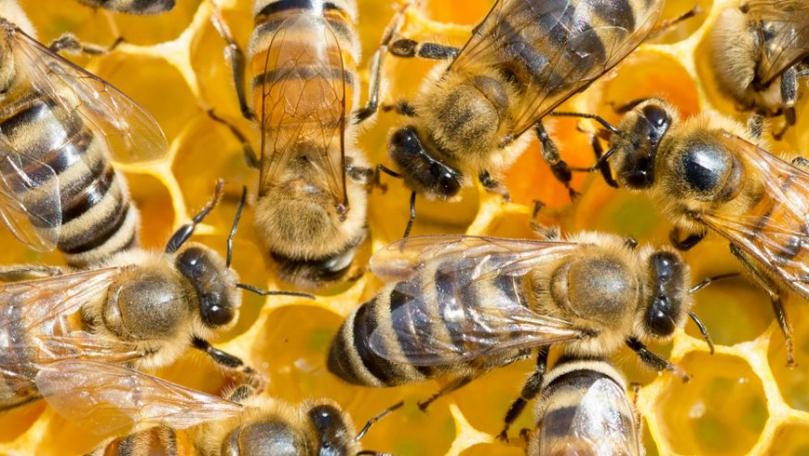 80,000 Bees Discovered in Bathroom Wall During Home Renovation