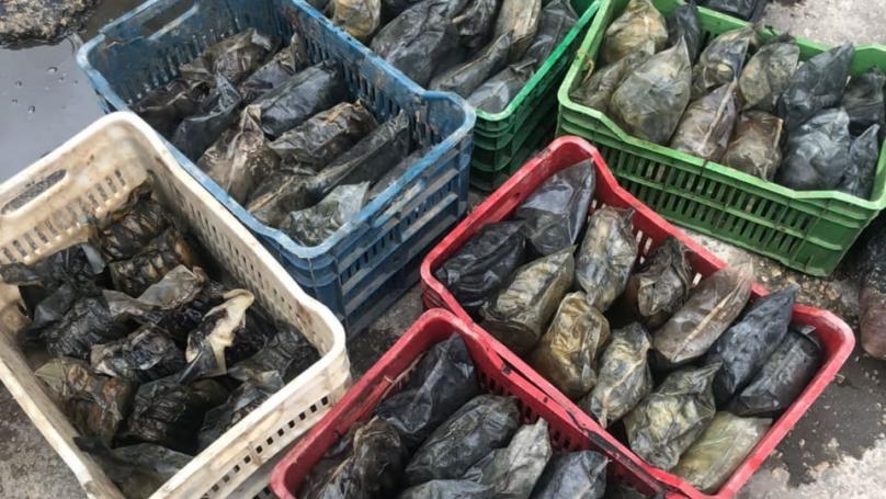 بالصور: حشيشة تحت الماء