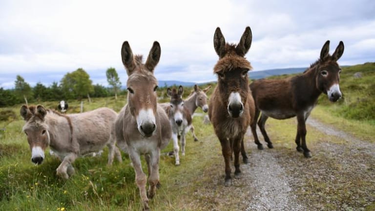 هل تكون الحمير ثروة لبنان؟