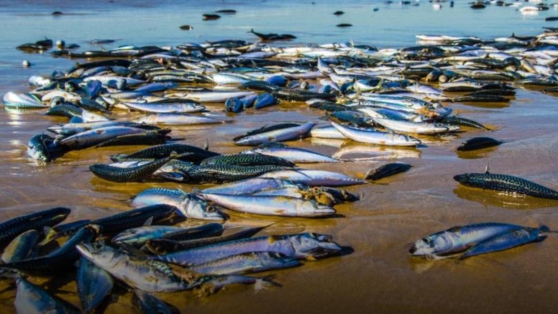 Heat Wave in Pacific Northwest, Canada Killed More Than 1 Billion Sea Creatures