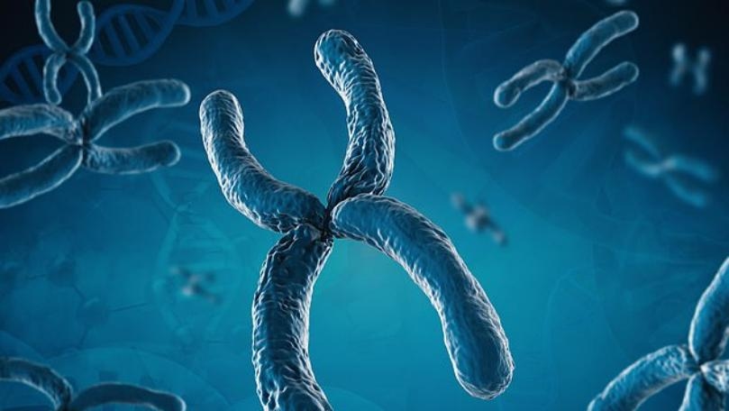 Ethical Concerns Raised After Lab Creates a Human-Monkey Hybrid