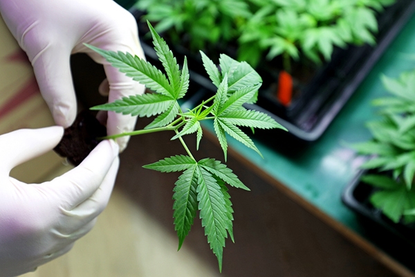 Marijuana, Hallucinogen Use Among Young Adults Jump to Record-High Rates in 2021