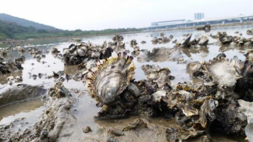 Tokyo Olympics: ‘Plague of Oysters’ Threaten Key Venue