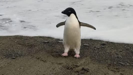 Rare Antarctic Penguin Accidentally Travels 3,000km to New Zealand