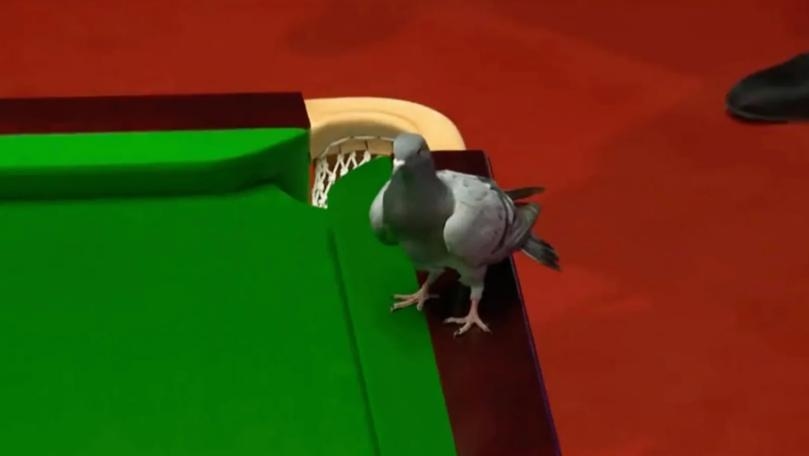 Pigeon Disrupts World Championship Action at Crucible