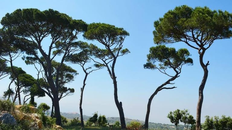 Insect Pest Eats Into Lebanon’s ‘White Gold’ Pine Nut Trade
