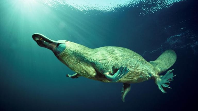 Australia to Open World’s First Platypus Sanctuary to Save Species