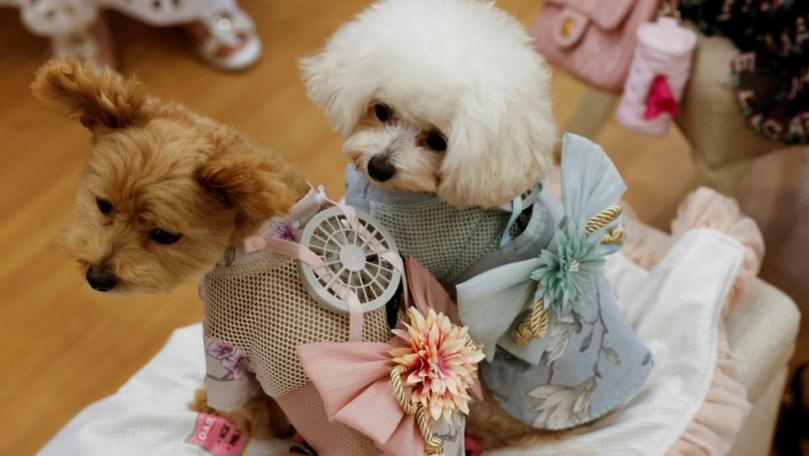 Hot Dogs - and Cats - Get Wearable Fans to Beat Japan's Scorching Summer