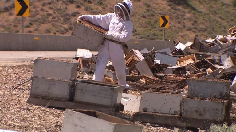 More Than 10 Million Bees Released When Semi-Truck Crashes on Utah Highway