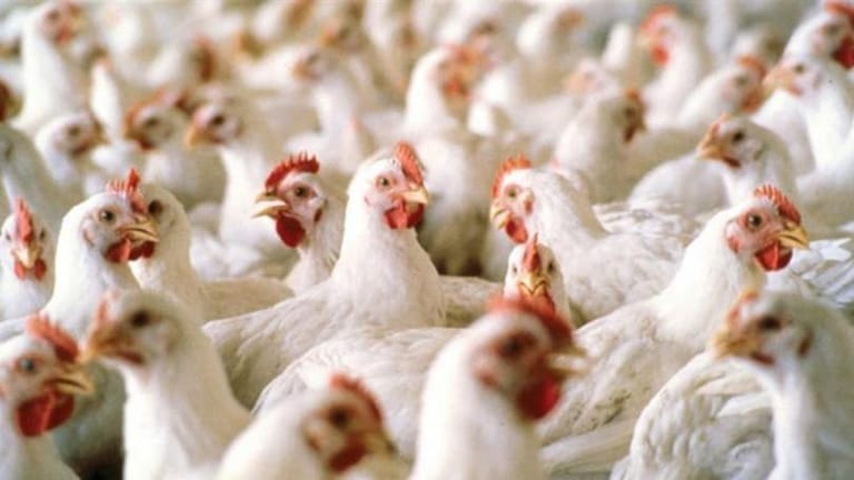 نداء إستغاثة لإنقاذ قطاع الدواجن: لتأمين المازوت فوراً قبل وقوع الكارثة