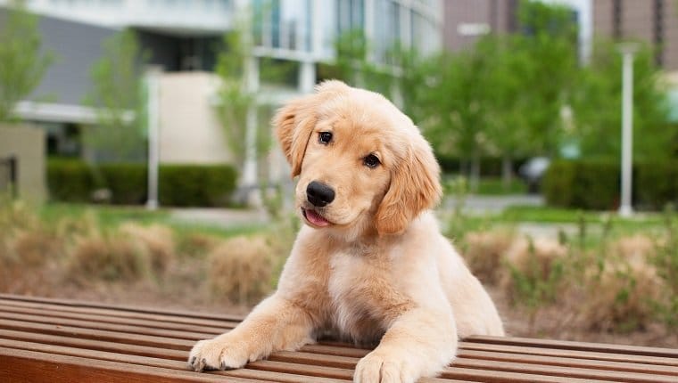 More Than 20 Percent of All Puppies Become Ill or Die in Their First Year of Life
