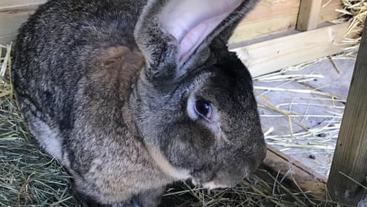 ‘World’s Biggest Rabbit’ Stolen From Owner’s Garden