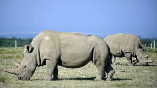 Northern White Rhino Retired From World-First Breeding Project