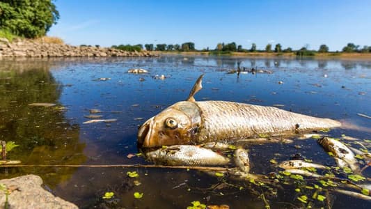 Tonnes of Fish Dead in Europe's Oder River as Authories Warn Recovery Will Take Years