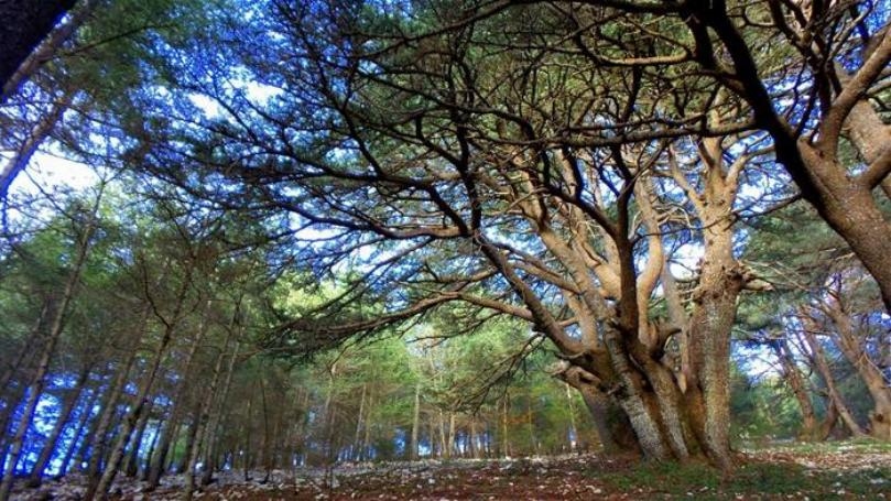 في تنورين: شلال من الأجمل عالميا.. ومغامرات تصل إلى النجوم!