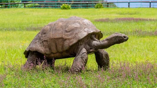 World’s Oldest Tortoise Has Seen Off Two World Wars and the British Empire
