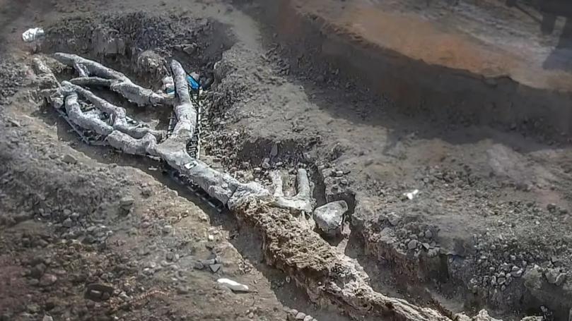 Intact Petrified Tree, Up to 20 Million Years Old, Unearthed in Greece