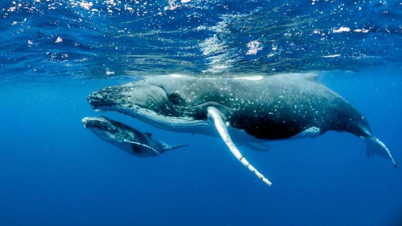 Whales Have Cancer Resistance Cells 'in Their Genes', Finds New Study
