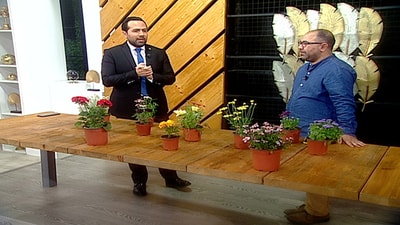 Flowering plants
