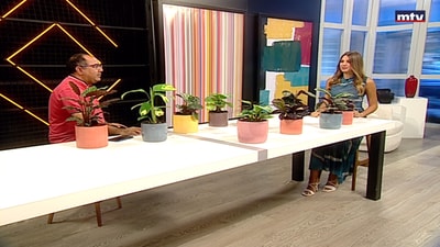 Calathea