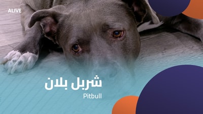Charbel Ballan - Pitbull