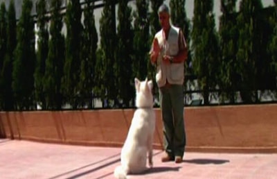 Dogs