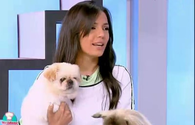 Pekingese Dog Breed
