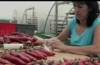 Red Chili Pepper