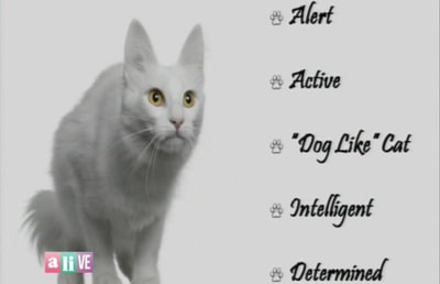 Turkish Angora Cat Breed